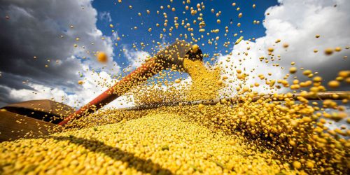 Imagem referente a Produção de grãos chegará a 390 milhões de toneladas em 10 anos