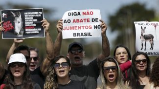 Manifestação pede fim da permissão para abate do jumento no Brasil 
