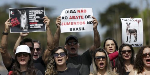 Manifestação pede fim da permissão para abate do jumento no Brasil 