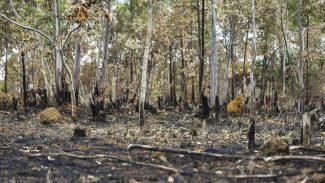 Combate ao desmatamento no Cerrado exige plano específico, alerta WWF