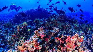 Colinas coralinas na costa capixaba abrigam grande biodiversidade