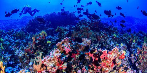 Imagem referente a Colinas coralinas na costa capixaba abrigam grande biodiversidade