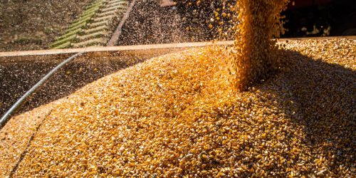 Imagem referente a Conab: produção de grãos deve crescer 17,4% na safra 2022/2023
