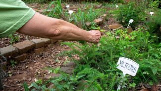 Fiocruz propõe revisão da política de plantas medicinais