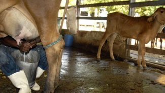 Governo vai comprar leite em pó para estimular setor em dificuldade