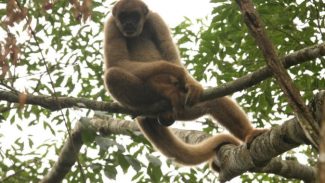 Alunos de Castro vão conhecer espécies em extinção em visita ao zoológico de Curitiba