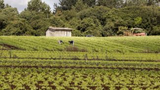 Coopera Paraná: Governo publica edital de R$ 31,5 milhões para apoiar agricultura familiar