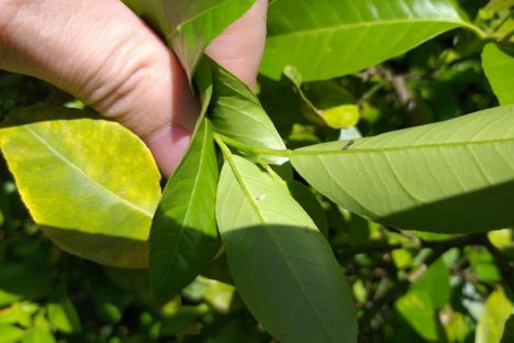 Estado promove grande operação para baixar casos de greening e reforçar prevenção Estado promove grande operação para baixar casos de greening e reforçar prevenção