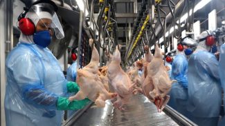 Paraná alcança melhor produção semestral de frango e de suínos da história em 2023