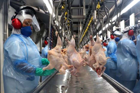 Paraná alcança melhor produção semestral de frango e de suínos da história em 2023 Paraná alcança melhor produção semestral de frango e de suínos da história em 2023