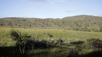 Campeãs em desmatamento, terras privadas têm 62% do Cerrado nativo 