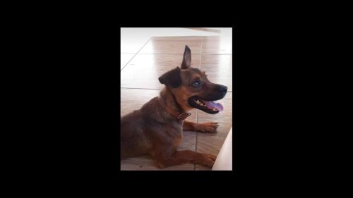 Cachorro Maik desapareceu no bairro Turisparque