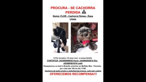 Cachorra Flor desapareceu no bairro Brasília