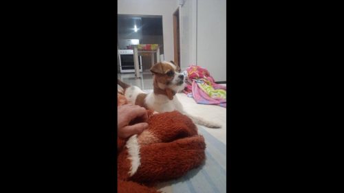 Cachorro é encontrado no bairro Jardim Veneza Cachorro é encontrado no bairro Jardim Veneza