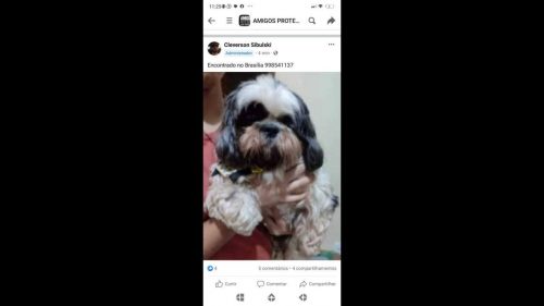 Cachorro Bili desapareceu no bairro Brasília