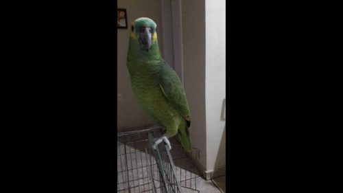 Papagaio Lola desapareceu no bairro Novo Milênio