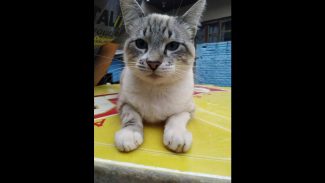 Gato Francisco desapareceu no bairro Periolo