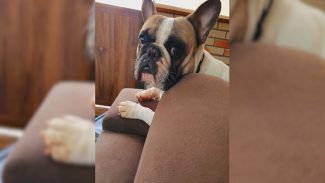 Cachorro Spike desapareceu no bairro Guarujá
