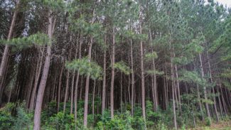 Paraná lidera a produção nacional de lenha e produtos alimentícios da silvicultura