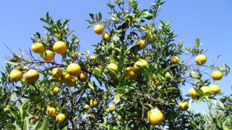 Estudo conduzido por técnicos do IDR indica melhores opções de laranja-pera para agricultura