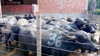 Estação experimental do IDR-Paraná com búfalos em sistema orgânico tem bons resultados