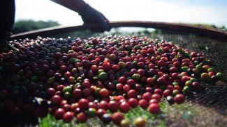 Sebrae Minas desenvolve ações para melhorar qualidade do café