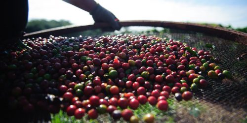 Imagem referente a Sebrae Minas desenvolve ações para melhorar qualidade do café