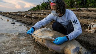 Mais duas carcaças de botos são encontradas no Lago Tefé, no Amazonas