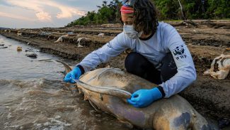 Equipe de busca encontra mais cinco carcaças de botos no Amazonas