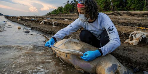 Imagem referente a Equipe de busca encontra mais cinco carcaças de botos no Amazonas