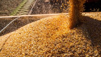 Com queda na produtividade média, safra de grãos deve ser menor
