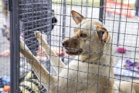 Imagem referente a Mercado Municipal Capão Raso terá evento de adoção gratuita de cães neste sábado