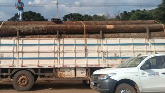 Regional do IAT apreende carga ilegal com 24 toras de araucária no município de Pinhão