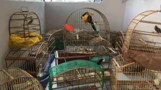 IAT resgata 20 aves silvestres vítimas de maus-tratos em Rio Branco do Sul