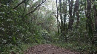 IAT fecha três parques da região de Curitiba por causa do mau tempo