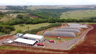 De passivo ambiental a energia com valor agregado: o caminho do biogás no Paraná
