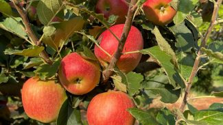 Produtores de São Jerônimo da Serra dão início à colheita de maçãs no Paraná