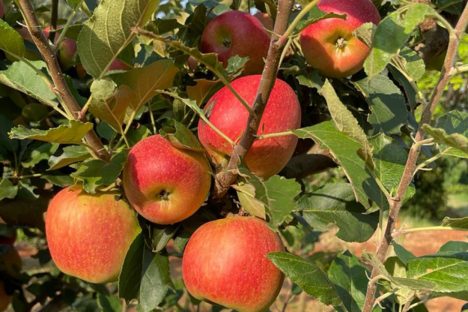 Imagem referente a Produtores de São Jerônimo da Serra dão início à colheita de maçãs no Paraná