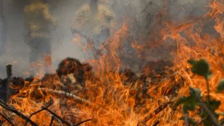 Incêndio no Pantanal tem cenário de animais em fuga e muita ventania