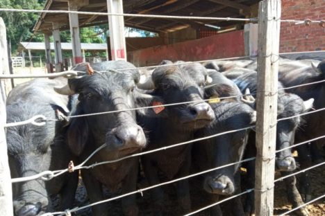 Imagem referente a Produção de búfalos contribuiu com R$ 39,7 milhões para o VBP do Paraná em 2022