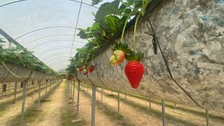 Turismo rural e morangos orgânicos movimentam a região do Miringuava