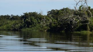 BNDES e Petrobras investem na recuperação de manguezais do Brasil