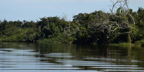Imagem referente a BNDES e Petrobras investem na recuperação de manguezais do Brasil