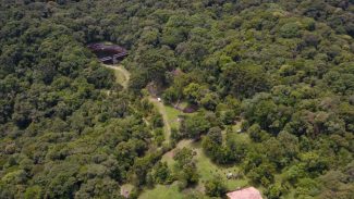 Desmatamento ilegal da Mata Atlântica reduz 64% no Paraná em 2023