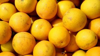 Paraná reforça orientações para combater o greening na citricultura