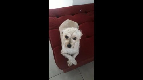 Cachorra Linda desapareceu no bairro Brasmadeira Cachorra Linda desapareceu no bairro Brasmadeira