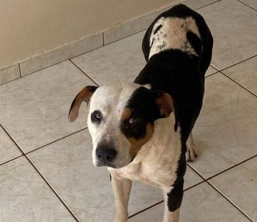 Cachorrinho que aparenta ser de estimação foi encontrado no Centro Cachorrinho que aparenta ser de estimação foi encontrado no Centro