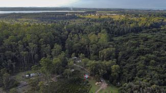 Case global: gestão da Floresta Metropolitana do Paraná é destaque no anuário da ONU