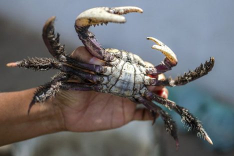Imagem referente a Com restrições, IAT autoriza captura do caranguejo-uçá a partir desta sexta-feira