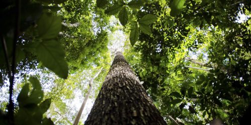 Imagem referente a Brasil apresenta na COP proposta para manter florestas tropicais em pé